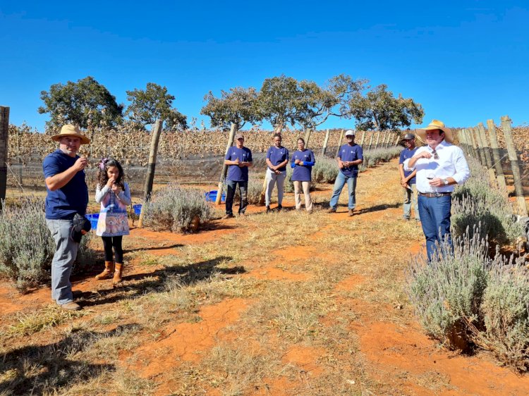 ‘Quinta do Canário’ faz a sua primeira colheita de uvas