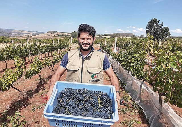 Temporada 2021 promete bons vinhos para produtores do Estado