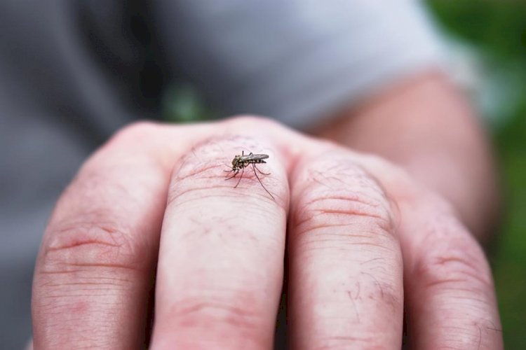 Passos é a terceira de Minas em casos de dengue