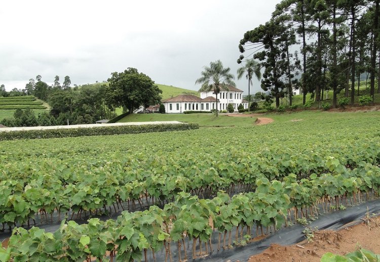 Vitivinicultura do Sul de Minas é tema de documentário