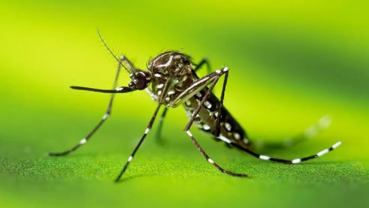 Em ritmo menos acelerado, dengue continua avançando em Passos
