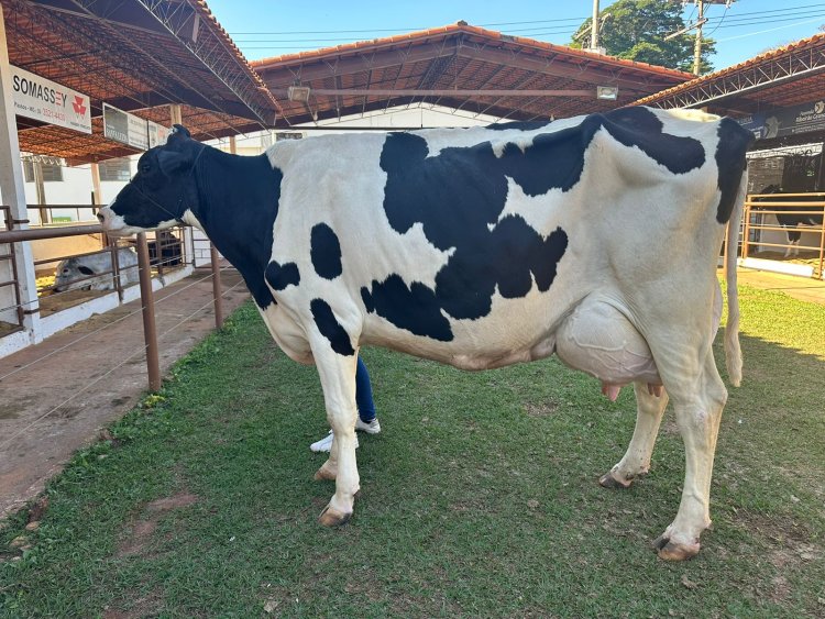Com novo recorde, vaca produz 144,20 quilos de leite na Expass