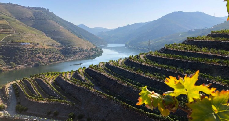 E-commerce de vinho celebra o dia do Vinho do Porto trazendo curiosidades e indicações