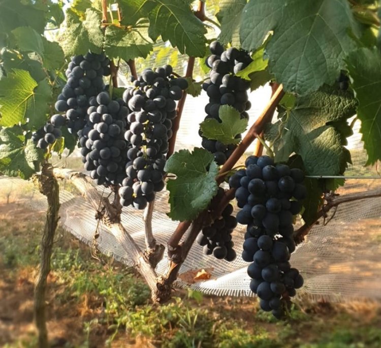 Melhor vinho tinto do Brasil é feito com uva da Serra da Canastra