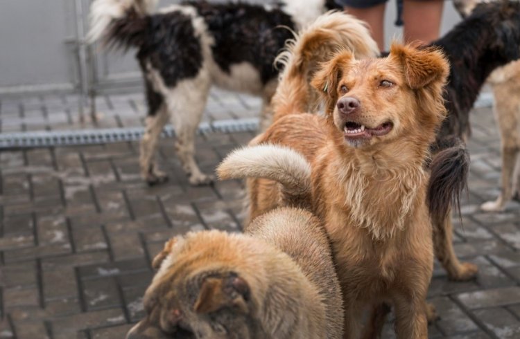 Cães mordem 5 por semana em  Lafaiete