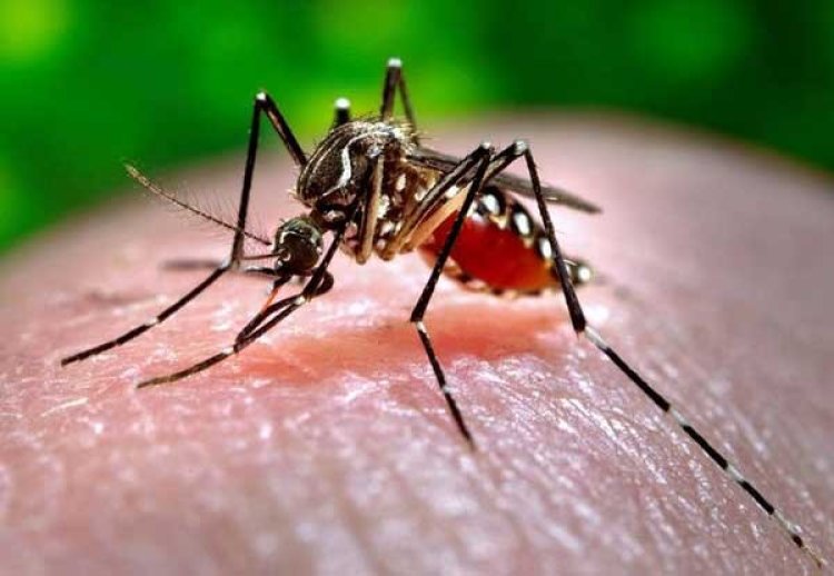 Passos registra 1ª morte com suspeita de dengue em 2024