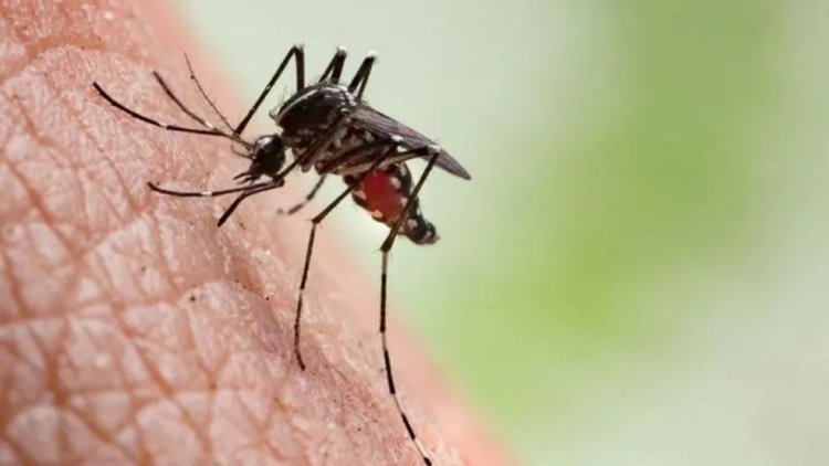 4 mortes por dengue confirmadas em Passos; e podem chegar a 7