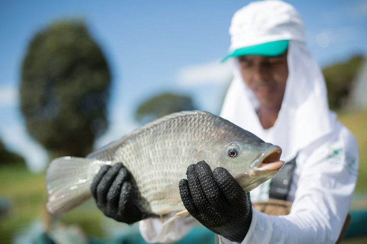 Circuito da Tilápia em Furnas é oportunidade para restaurantes e chefs locais