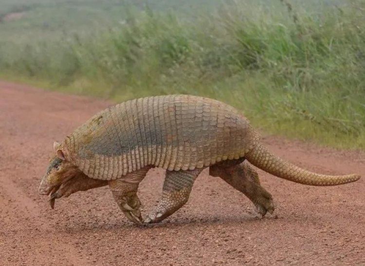 Fotógrafo encontra maior tatu do mundo na Serra da Canastra