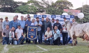 Vaca do Grupo Cabo Verde ganha concurso da Expozebu