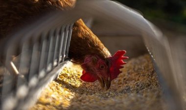 Brasil confirma 1º foco de gripe aviária e descoberta ganha as manchetes