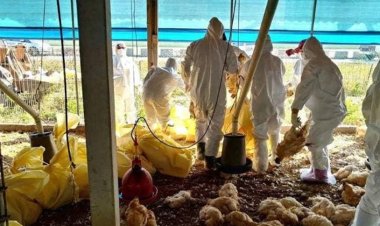 Governo de Minas anuncia descarte de 450 toneladas de ovos em prevenção à gripe aviária
