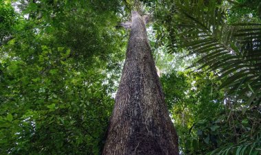 Novas regras do licenciamento ambiental ganham as manchetes