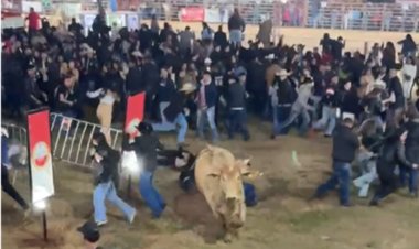 Boi escapa e quase provoca tragédia na Festa do Peão de Passos