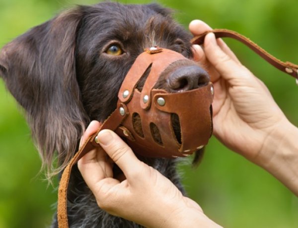 Em 27 de maio vereadores de Passos aprovaram legislação sobre cães
