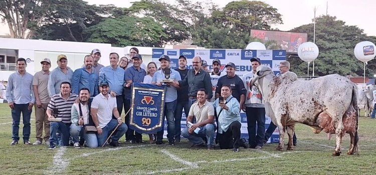 Vaca do Grupo Cabo Verde ganha concurso da Expozebu