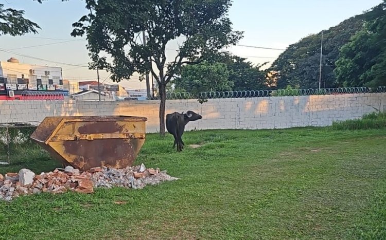 Animal solto em via pública é resgatado pela Guarda Municipal