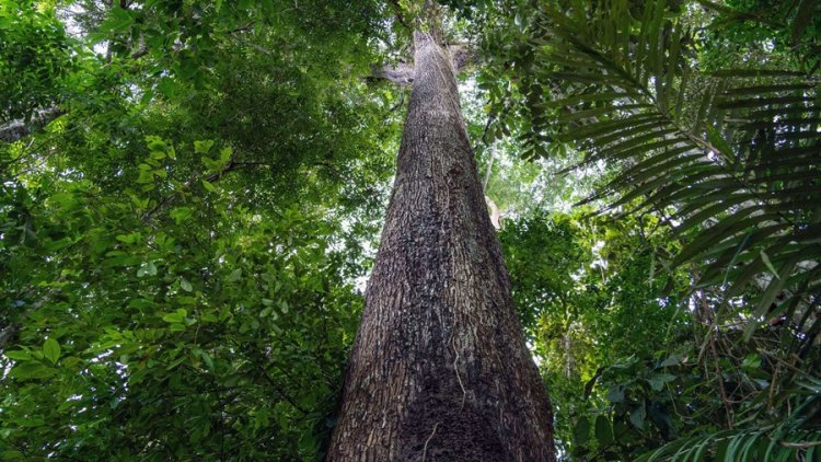 Novas regras do licenciamento ambiental ganham as manchetes