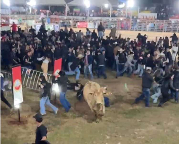 Boi escapa e quase provoca tragédia na Festa do Peão de Passos